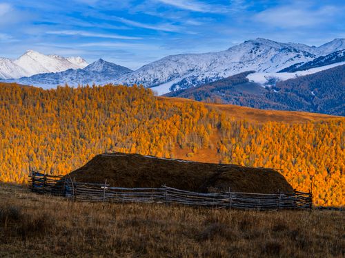 Free Scenic autumn view of snowy mountains, golden trees, and a rustic wooden fence. Stock Photo
