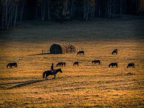 Δωρεάν στοκ φωτογραφιών με αγροτική γη, αγροτικός, άλογα