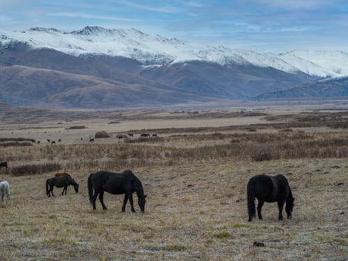 Foto profissional grátis de animais da fazenda, ao ar livre, área de montanha