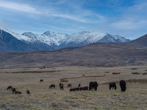 Animals on Grass Field Near Mountain