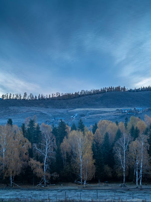 Photos gratuites de arbres, colline, couvert