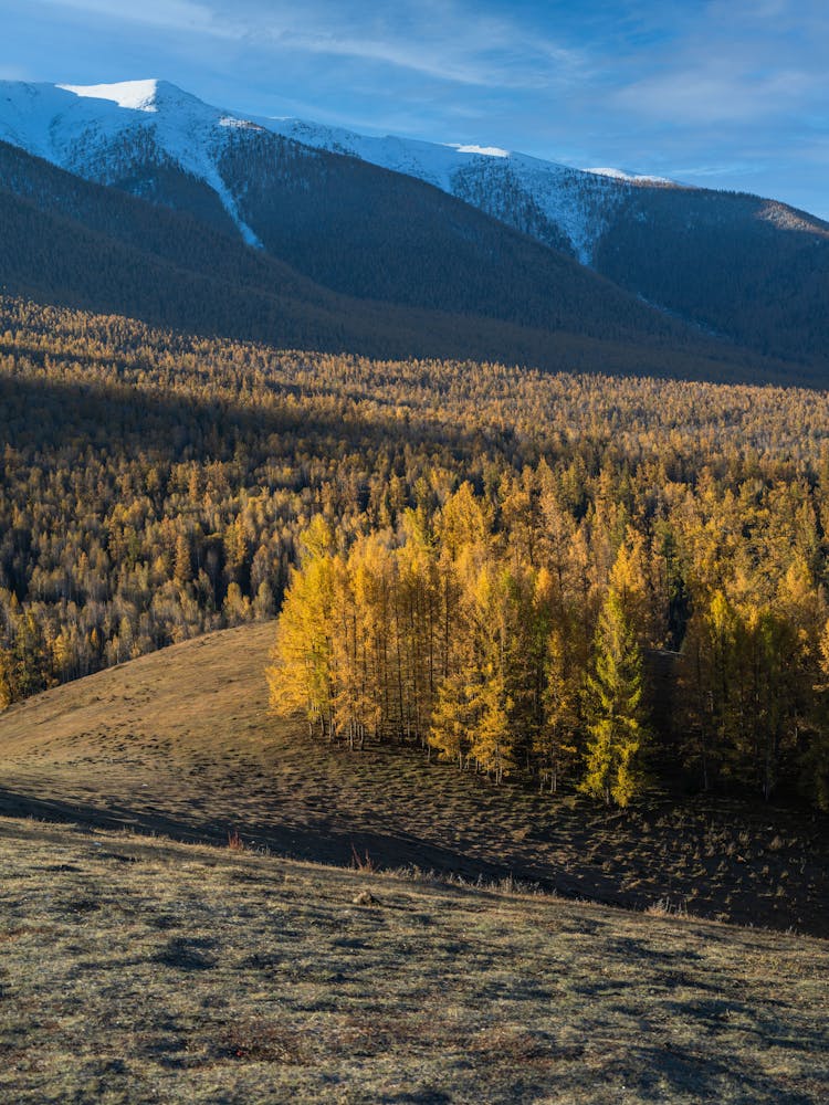 View Of A Forest In Autumn