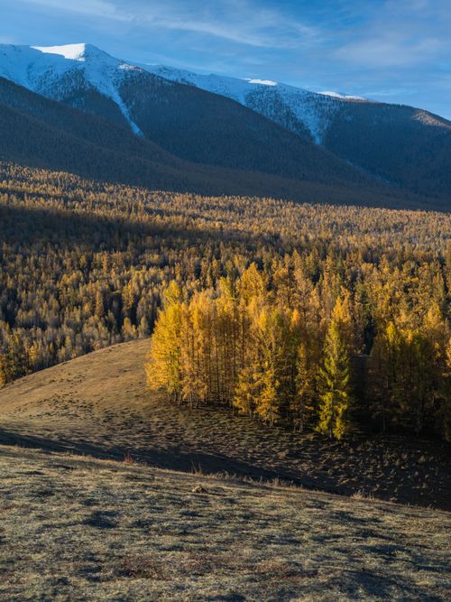 Free Breathtaking view of autumn trees and snowcapped mountains under a clear blue sky. Stock Photo