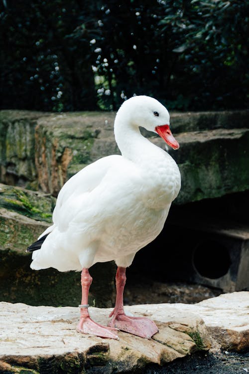 Immagine gratuita di animale, avvicinamento, becco