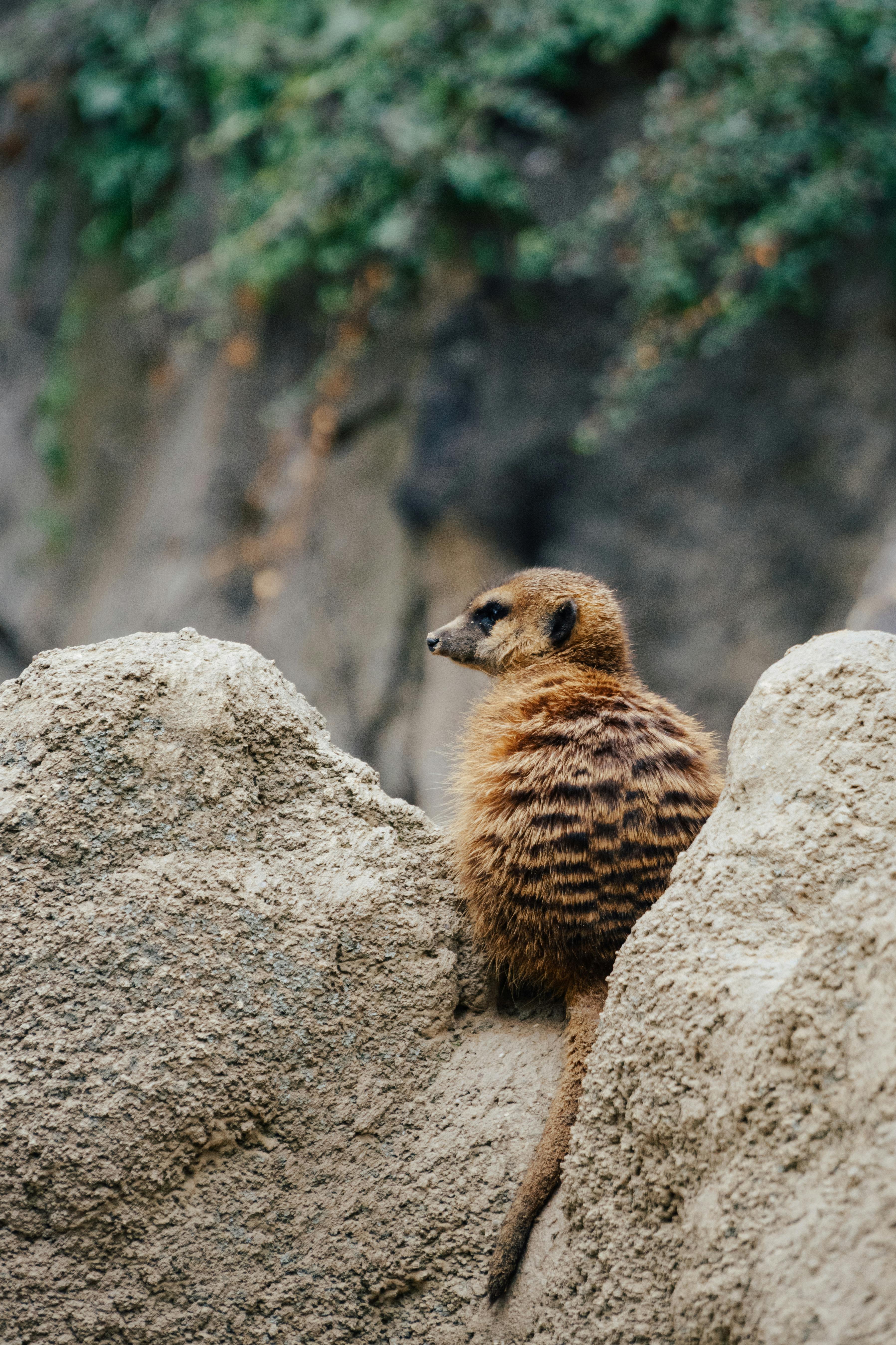 Meerkat sitting on rocks surrounded by natural habitat, showcasing wildlife behavior.