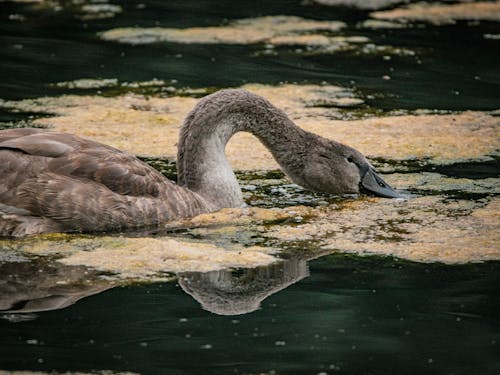 Swan Swimming on the Lake
