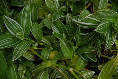 Δωρεάν στοκ φωτογραφιών με tradescantia albiflora, γκρο πλαν, μικρό φύλλο αραχνόχορτο