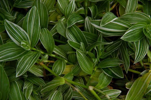 Green Leaves in Close Up Photography