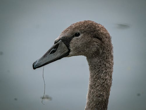 Fotobanka s bezplatnými fotkami na tému anatidae, fotografovanie vtákov, labuť