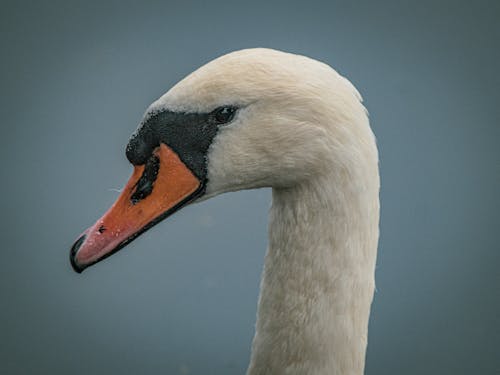 Close-Up Shot of a Mute Swan Face 