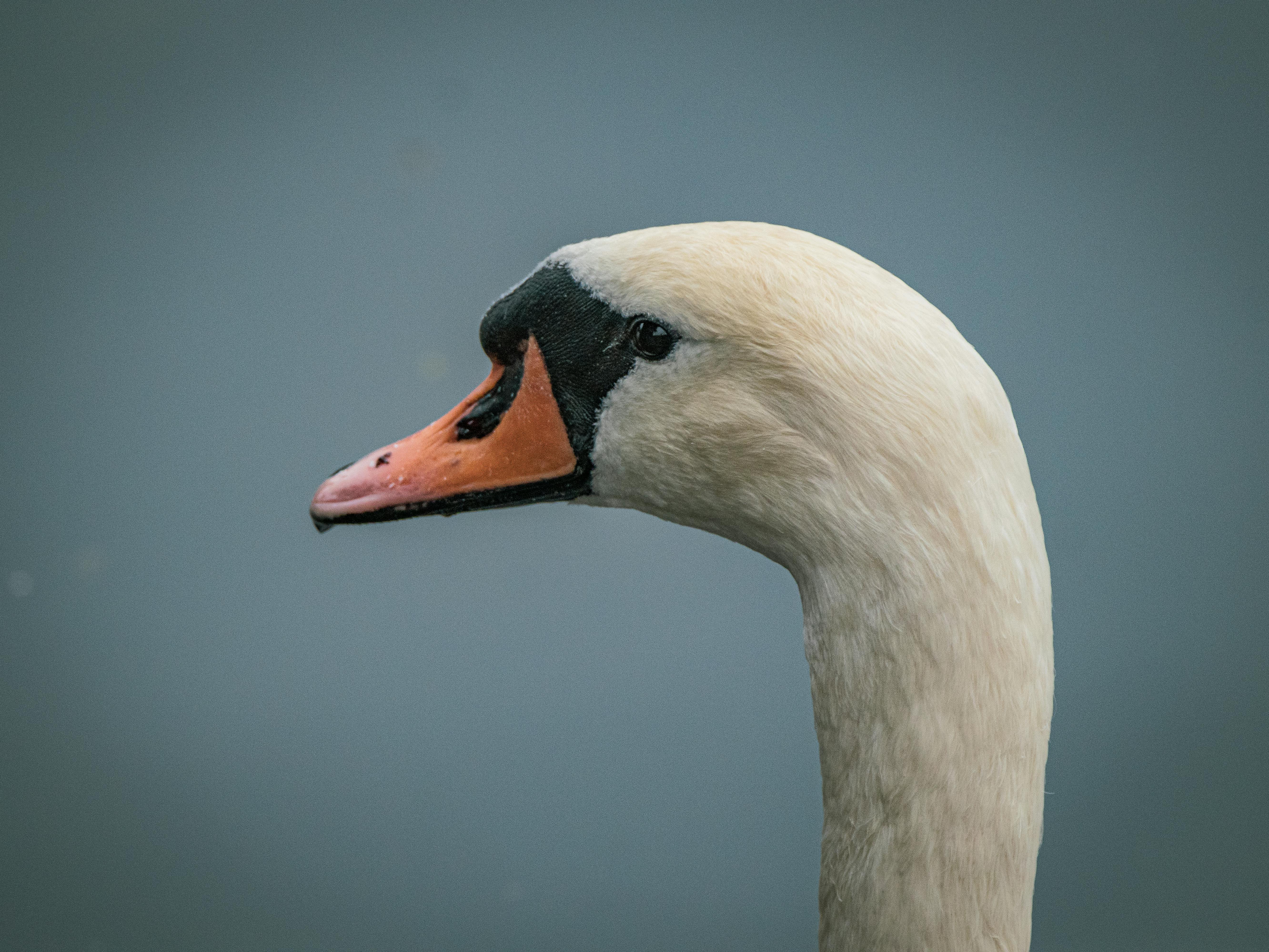 A Mute Swan with Orange and Black Beak · Free Stock Photo