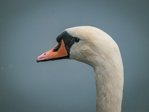 A Mute Swan with Orange and Black Beak 
