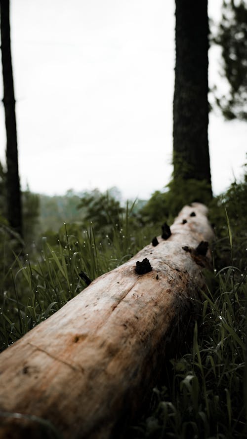 Безкоштовне стокове фото на тему «застуда, красива природа, мертве дерево»