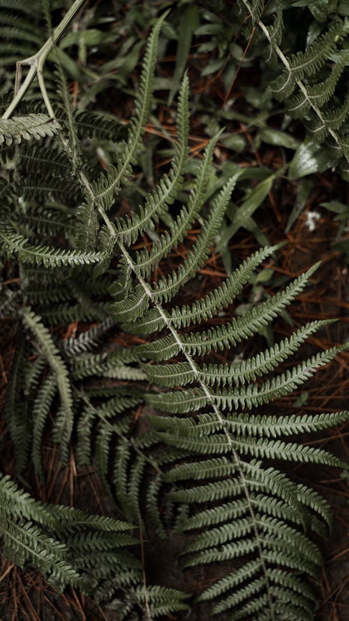 Close-Up Shot of Green Fern Leaves