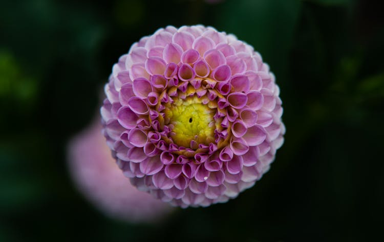Close-up Of A Pink Dahlia Pinnata