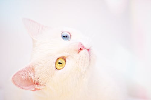 Free White Kitten Stock Photo