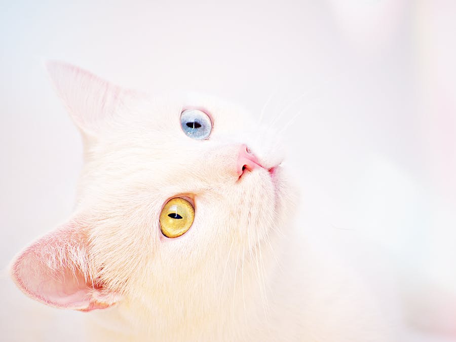 Why are blue eyes becoming more rare?