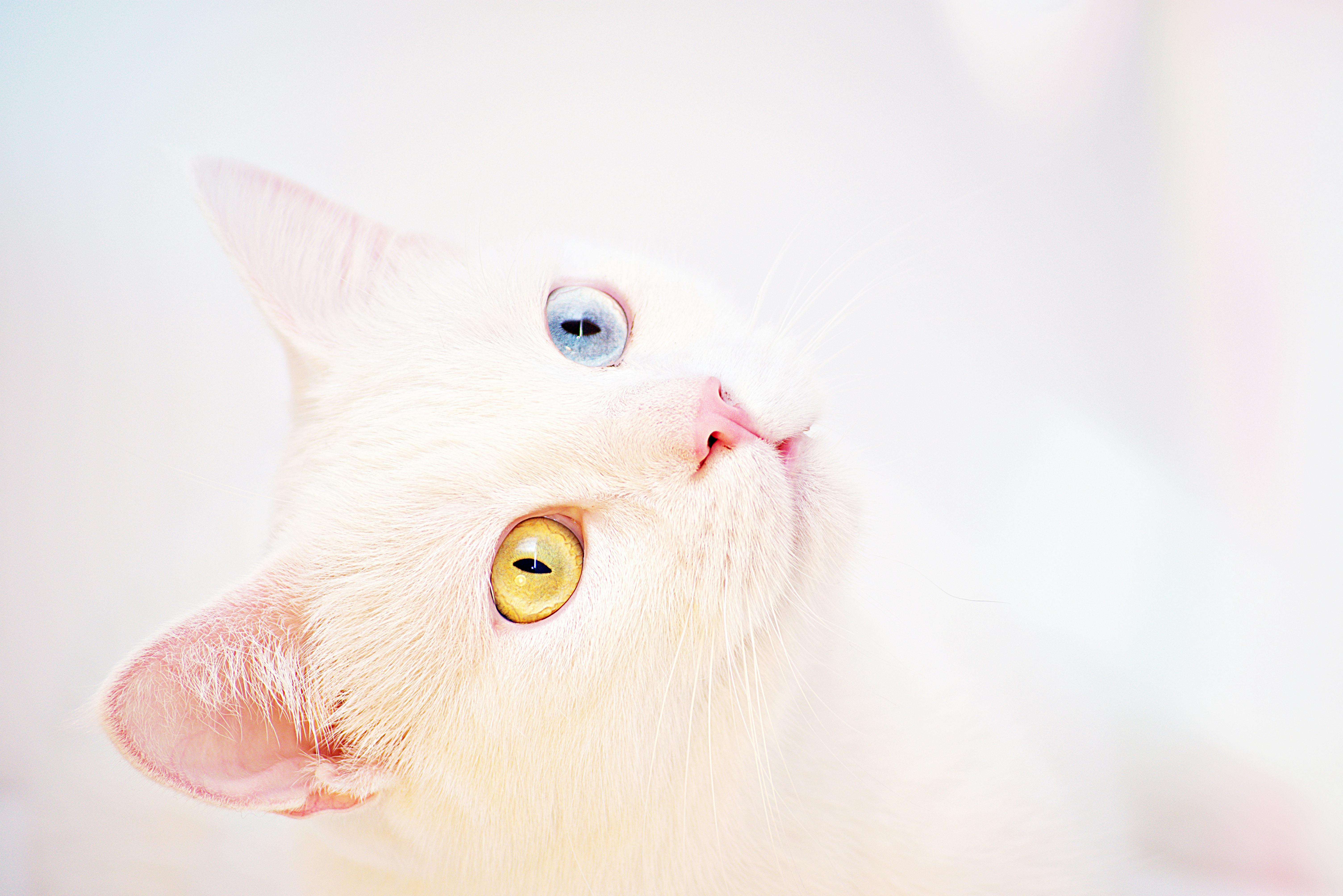 White Kitten · Free Stock Photo