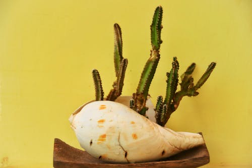 Gratis stockfoto met biologisch, bruisend, cactus