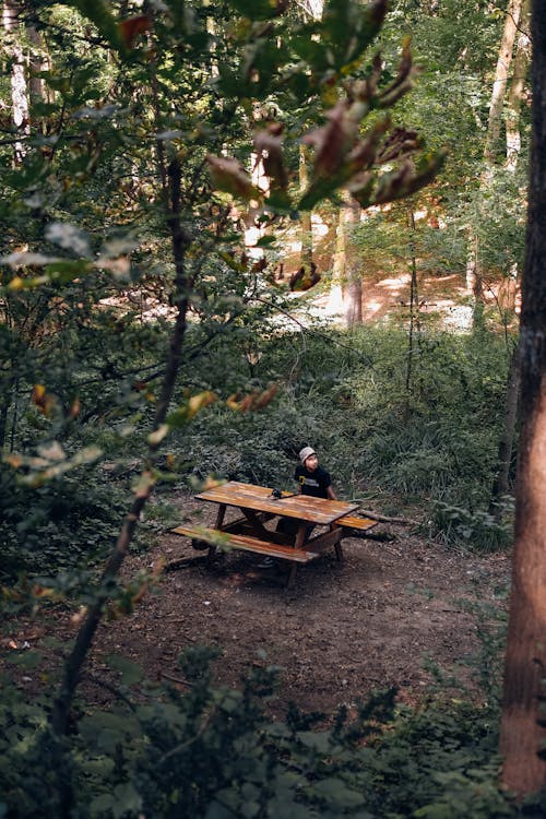 Photos gratuites de détente, été, forêt