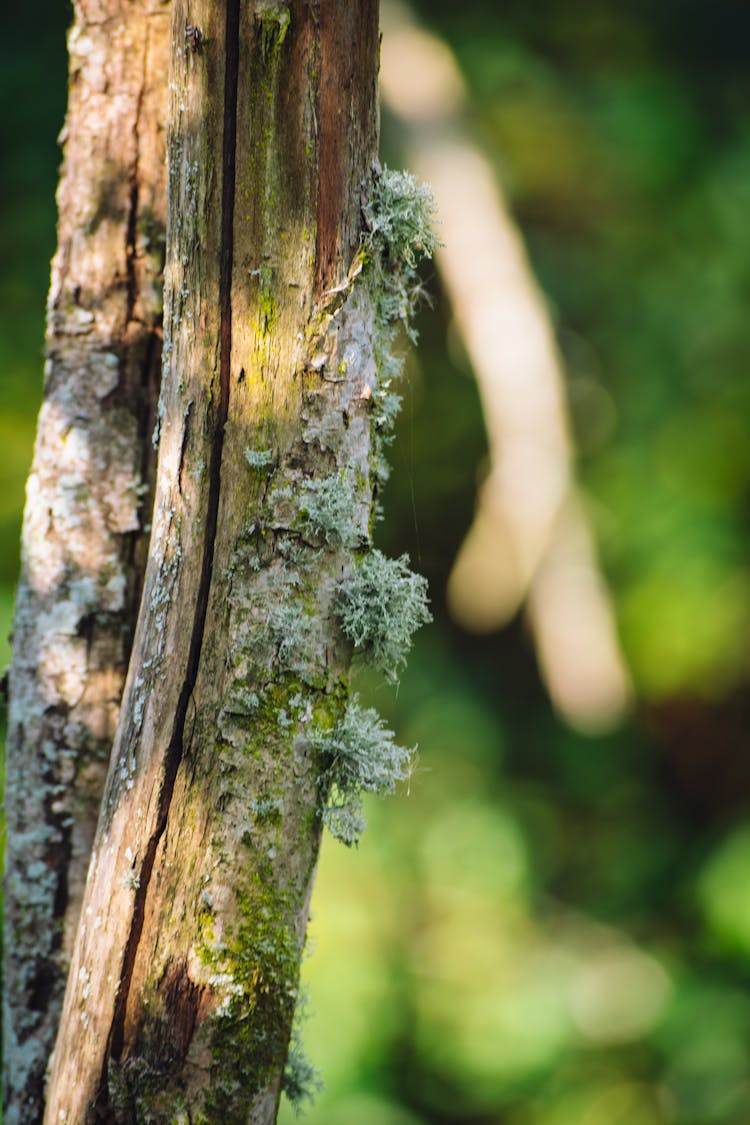 Green Moss On Brown Tree Trunk