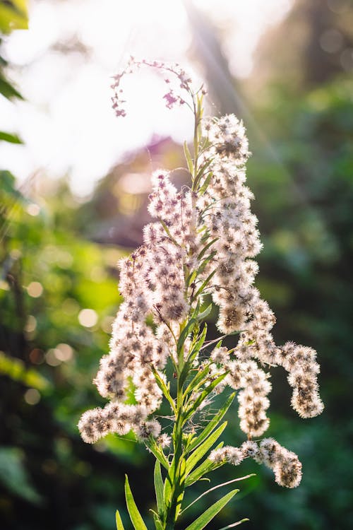 Close up of Flower