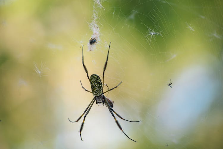 A Spider On A Web 