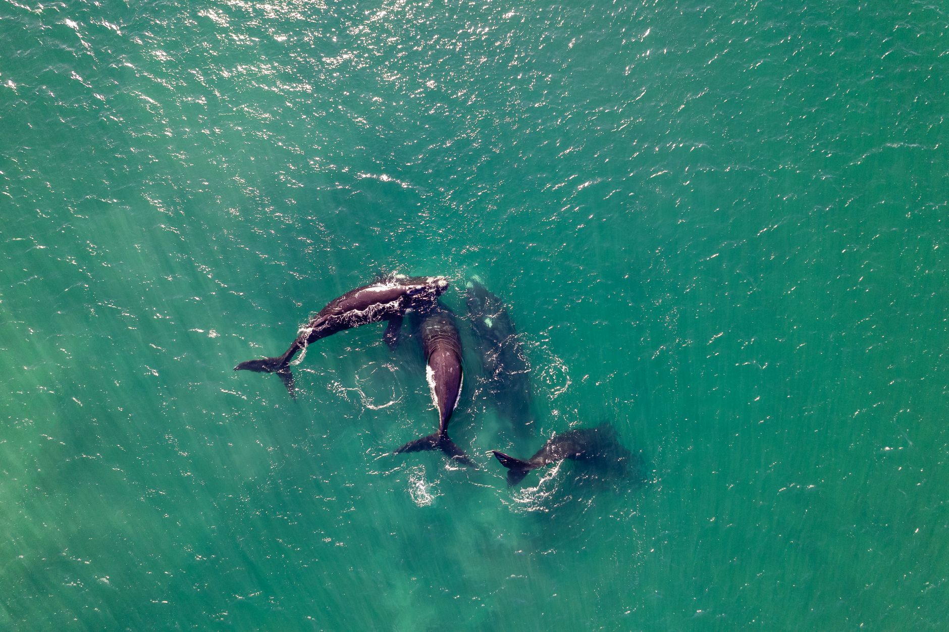 Drone shot of whales swimming gracefully in the ocean, showcasing marine wildlife from above.