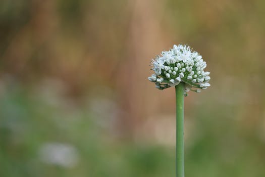 Detailed close-up of an onion flower in full bloom against a soft background in Karimnagar, India.