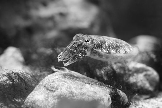 Close-up of a cuttlefish in a black and white underwater scene.