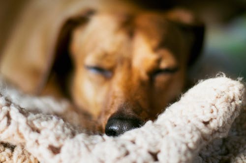 Free Selective Focus Photo Of A Dog Stock Photo
