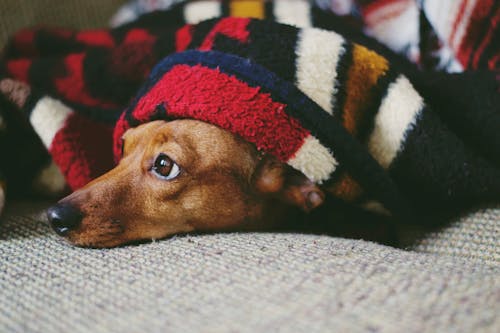 毛毯覆盖的小狗