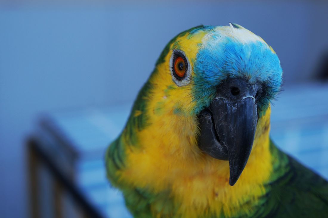 Blue, green, and yellow parrot perched in nature