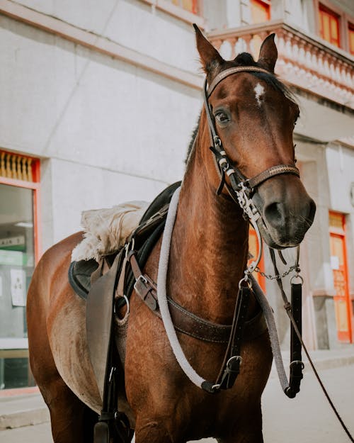 Безкоштовне стокове фото на тему «впритул, коричневий кінь, ссавець»