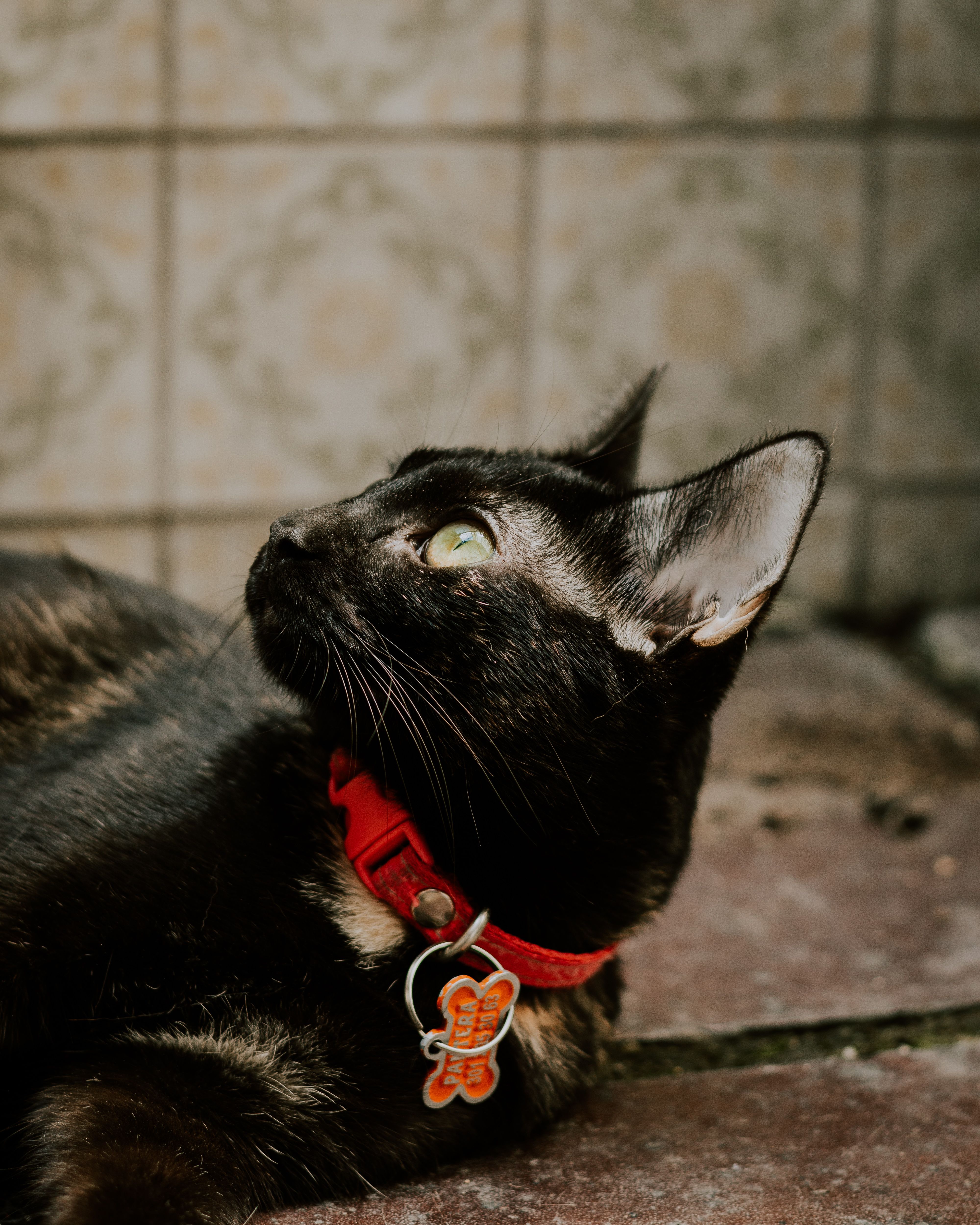 A Black Cat Lying on the Floor · Free Stock Photo