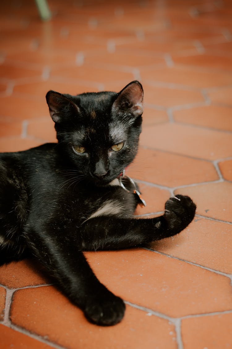 Black Cat Lying On The Floor