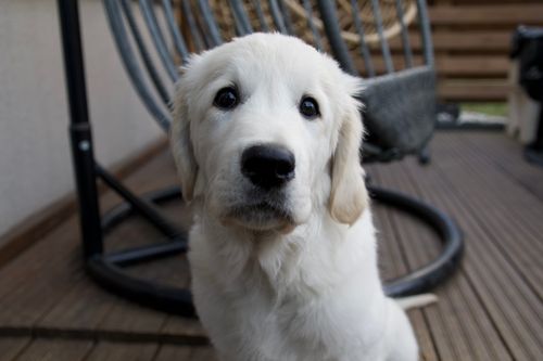 Free Close-up portrait of a cute golden retriever puppy sitting outdoors on a wooden deck. Stock Photo