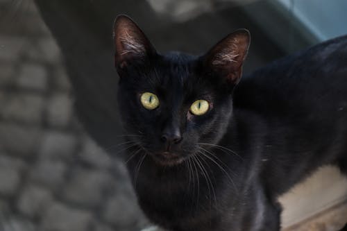 Foto profissional grátis de cidade, gato, retrato