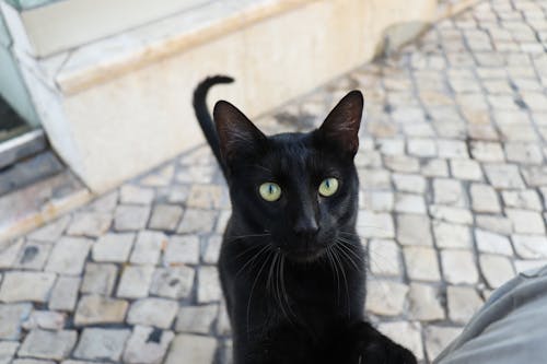 Foto profissional grátis de cidade, gato, retrato