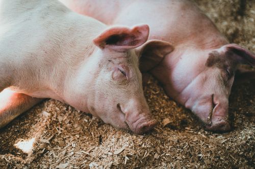 Free Close-up of two sleeping pigs on hay, showcasing serene animal behavior. Stock Photo