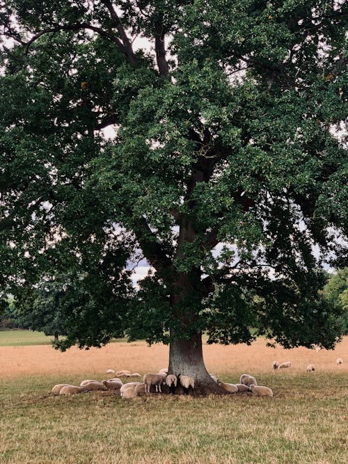 ağaç, ağaç gövdesi, büyük ağaç içeren Ücretsiz stok fotoğraf