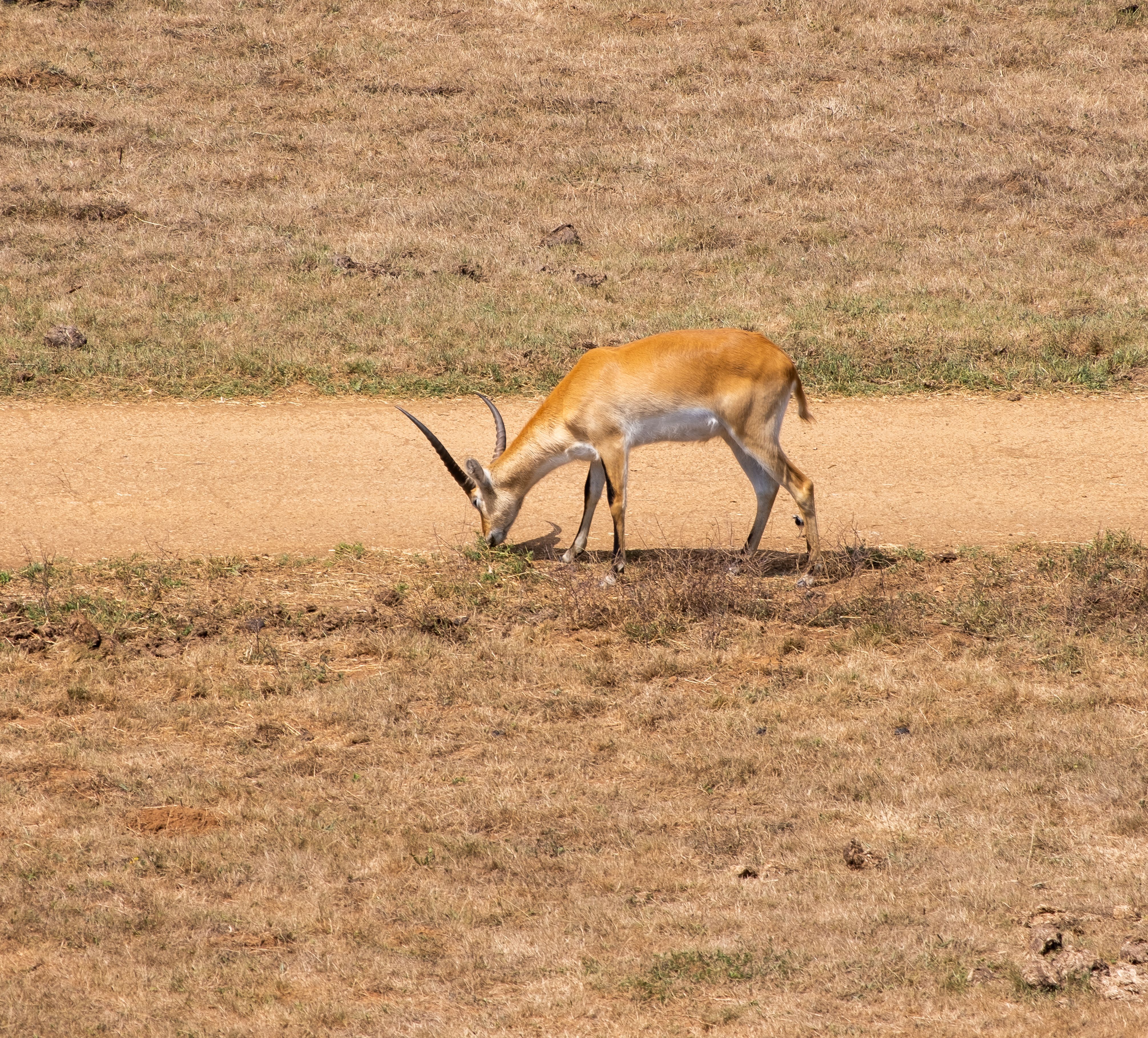 A lechwe antelope grazes in a dry grassland, showcasing wildlife in its natural habitat.