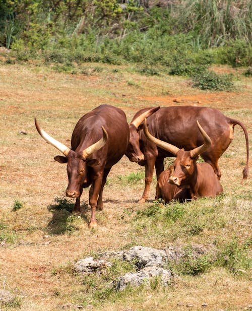 Základová fotografie zdarma na téma ankole-watusi, bos taurus indicus, fotografování zvířat