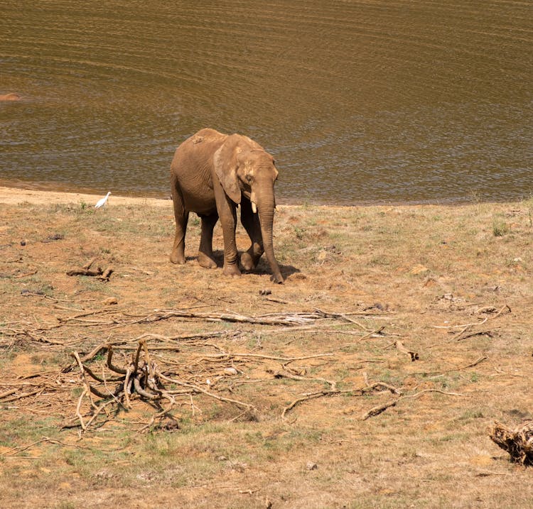 An Elephant Near The Water 