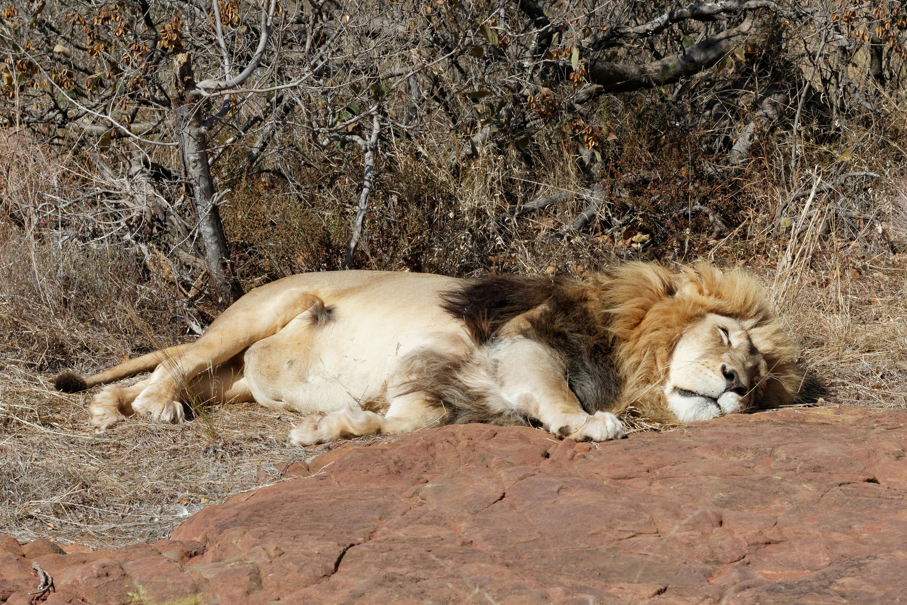 photo of a lion sleeping