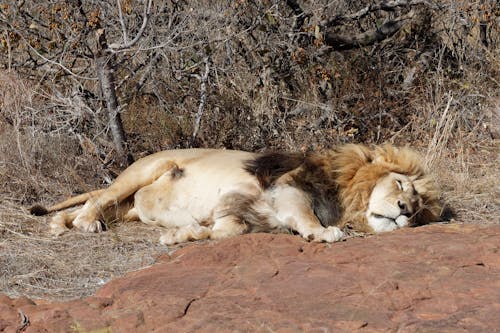 無料 ネコ科, ライオン, 動物の無料の写真素材 写真素材