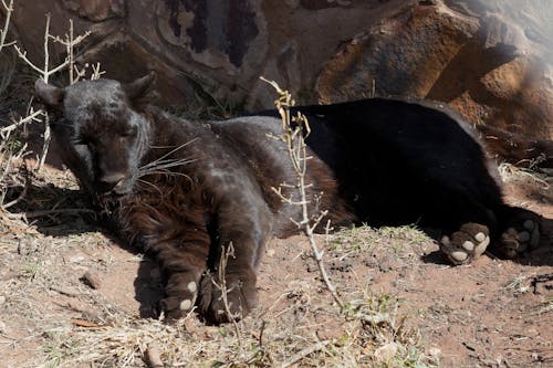 Foto profissional grátis de leopardo, melaninístico, negro