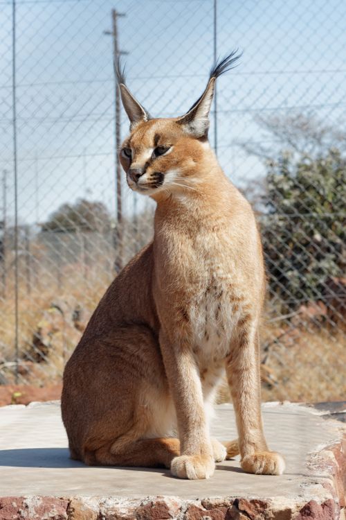 Free Elegant shot of a caracal sitting in a wildlife setting with notable ear tufts. Stock Photo
