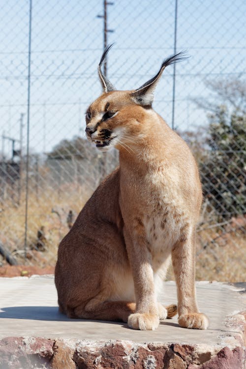 Foto profissional grátis de caracal, dentes, felino