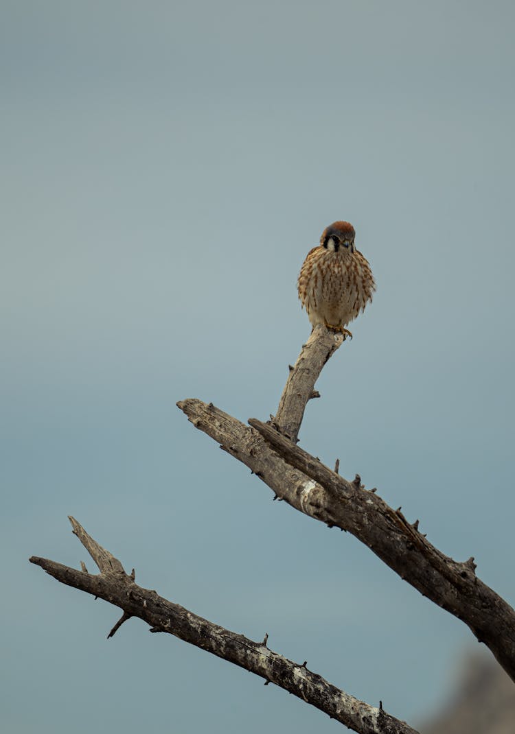 Bird Perched On A Branch